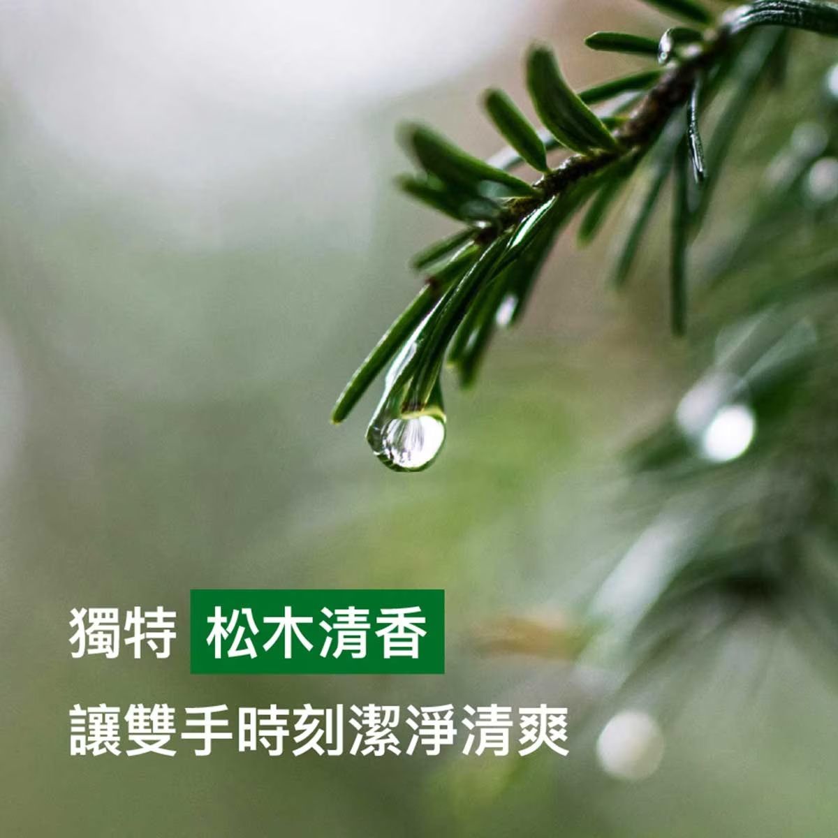 滴露 經典松木潔手液 500g (1泵裝+2補充裝)